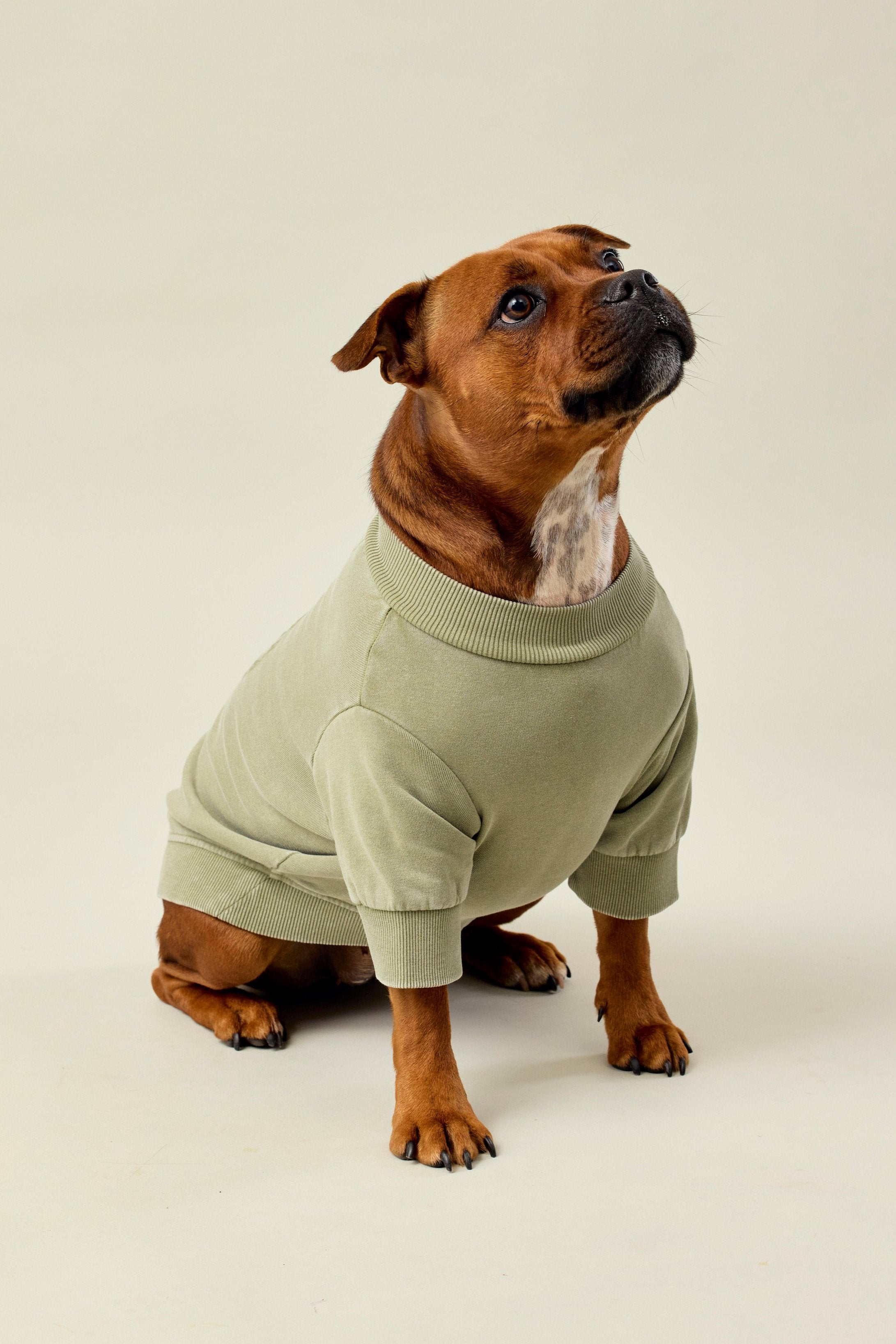 BFF Dog Sweat - Olive