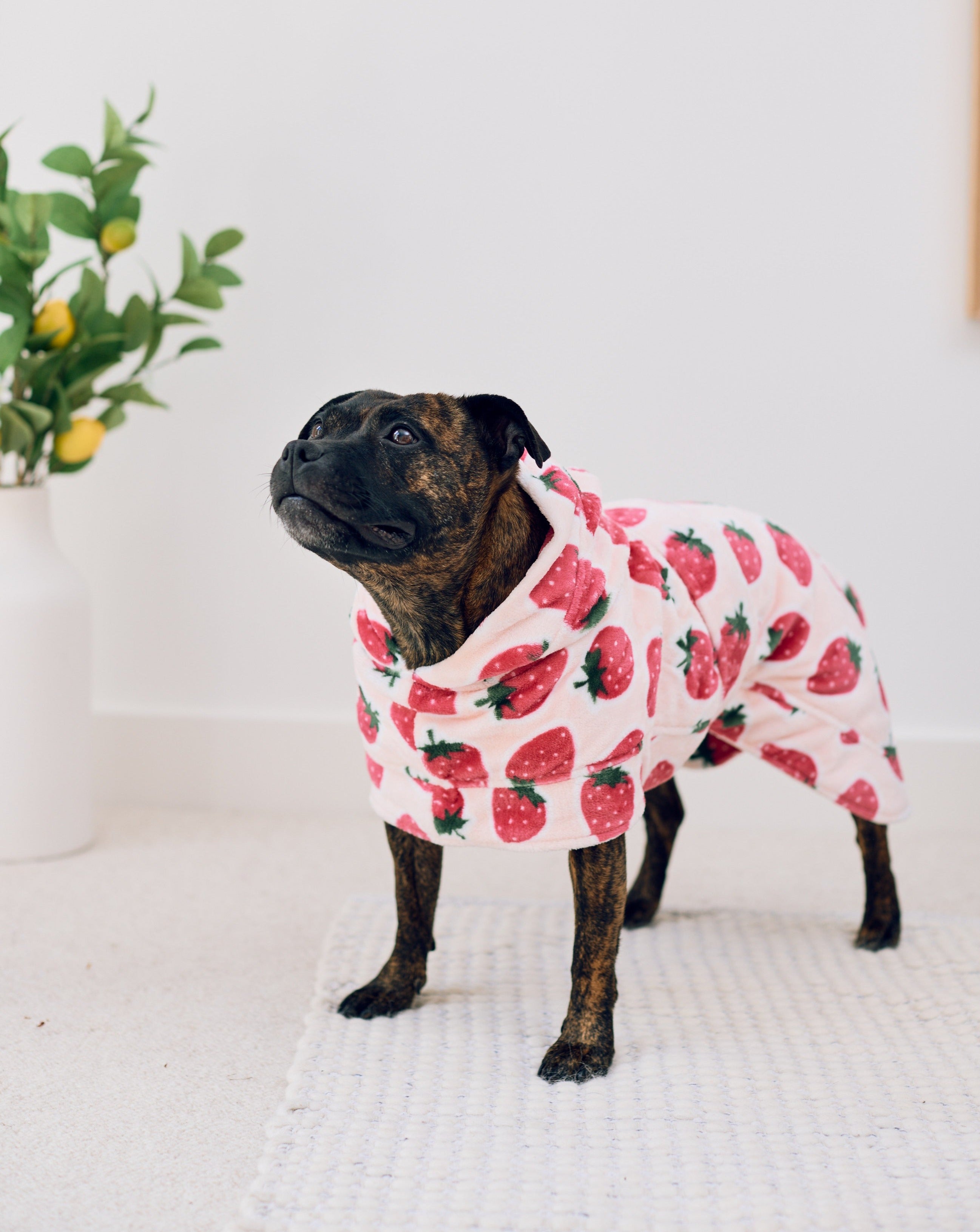 Cutie Frutti Dog Robe | Strawberry